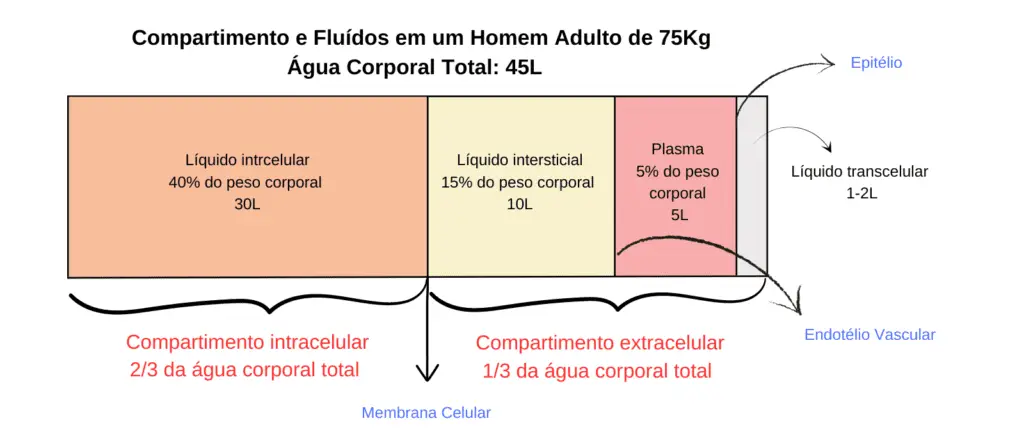 divisão dos compartimentos dos líquidos corporais em adulto de 75kg