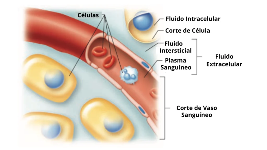 fluidos extra e intracelular