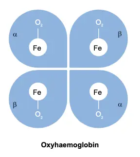 molécula de oxihemoglobina