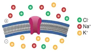 Composição Química dos Líquidos Extra e Intracelular