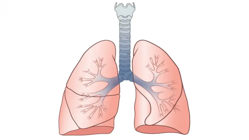 sistema respiratório