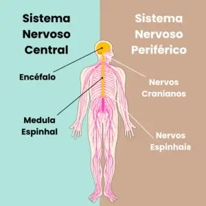organização do sistema nervoso