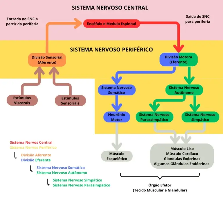 Sistema nervoso central e periférico