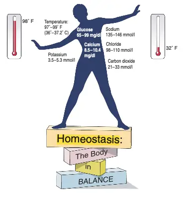 Homeostase