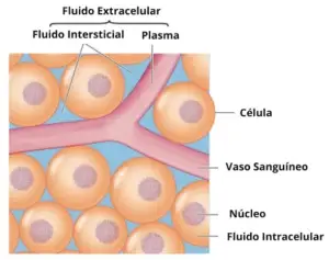 fluidos corporais